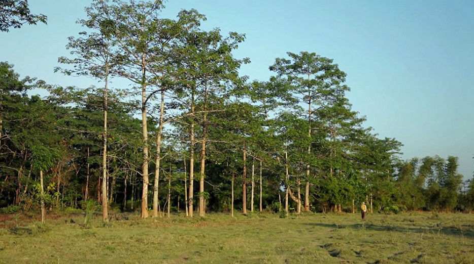 印度一岛民坚持种树35年，将550公顷荒岛变森林(图5)
